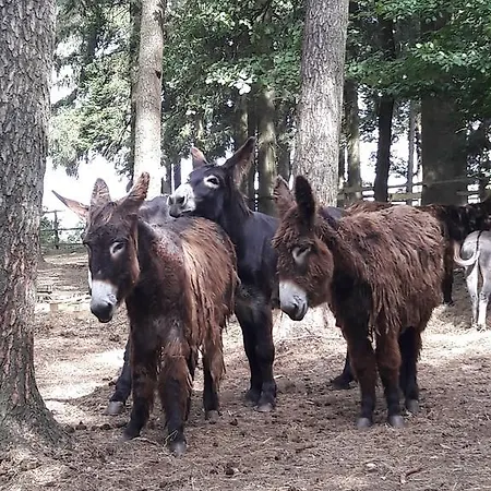 Le Ranch Don Diego * Harre